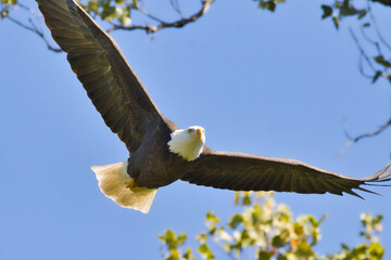 Poster - Bald eagle at White Rock Lake, Dallas, Texas.