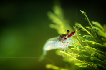 Canvas Print - Neocaridina Freshwater Shrimp, dwarf shrimp in the aquarium. Animal macro, close up photography with a focus gradient and soft background. Aquascaping 