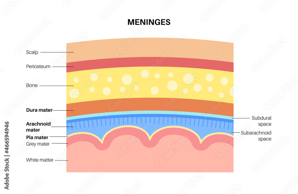Meninges anatomy diagram Stock Vector | Adobe Stock