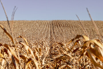 Wall Mural - Rows of dried brown corn in agricultural field during harvest time. Selective focus. Copy space