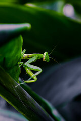 Canvas Print - Closeup shot of a green Praying Mantis on the leaf surface against a blurred background