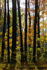 Wall Mural - Maple forest in late Canadian autumn