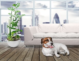 Sticker - A happy and healthy pet dog relaxing in a home interior