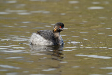 Canvas Print - Black-necked grebe, Podiceps nigricollis