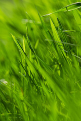  Spring or summer and grass field with sunny. Green grass background, nature texture. Closeup