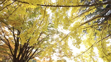 Wall Mural - Yellow leaves in autumn at Japanese park