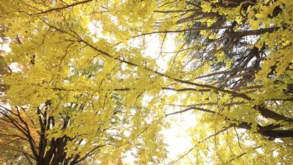Wall Mural - Yellow leaves in autumn at Japanese park