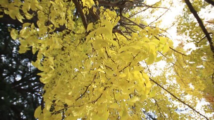 Wall Mural - Yellow leaves in autumn at Japanese park