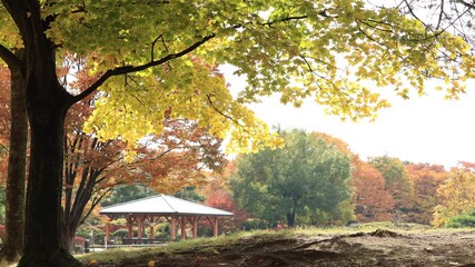 Wall Mural - Ginkgo in autumn at park