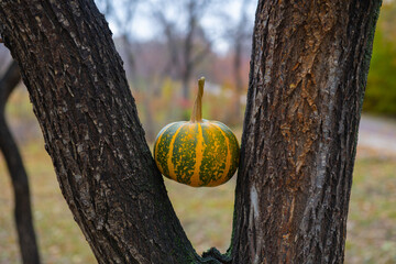 one striped pumpkin between tree trunks lies