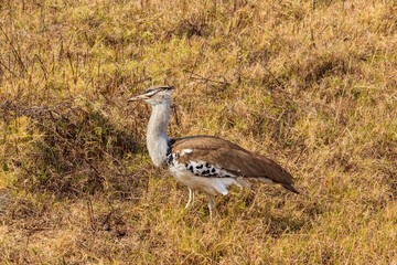 Poster - Kori bustard (Ardeotis kori) walking in dry savannah in Serengeti National Park, Tanzania