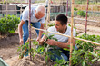 Two male gardeners tie up tomatoes bushes to wooden trellis in garden outdoor