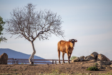 Poster - Brown cow on a farm with stones and trees