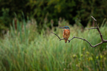 Poster - A male kingfisher perched on a stick fishing. Iy is  a more distant image to show surroundings and habitat