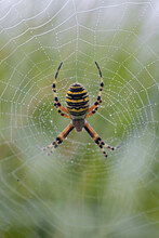 Wasp Spider In Its Web