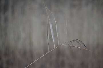 Close up of a reed beside a lake at Punkaharju Finland