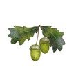 oak acorns and leaves