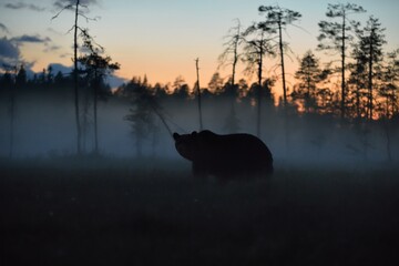 Wall Mural - brown bear after sunset in taiga