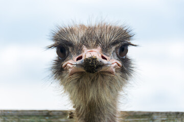 Angry Ostrich Close-up portrait, Close up ostrich head