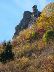 Wall Mural - forest fall autumn