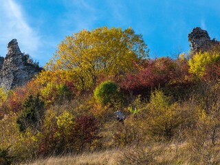 Poster - forest fall autumn