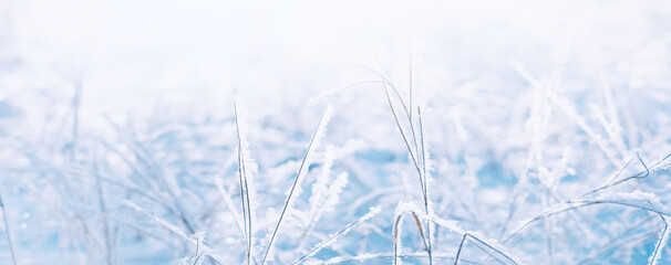 Wall Mural - Winter snowy landscape. Lovely winter day. Christmas New Year holiday  background with snowy plants, soft flares of sunlight, snow flakes