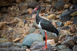 Black stork or Ciconia nigra bird protrait in winter migration at ranthambore national park rajasthan india