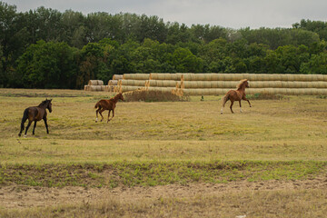 horses grazing in a field