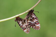 Copulating Zerynthia Polyxena (southern Festoon) Butterflies