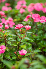 Wall Mural - flower and fresh in the garden.Flower and copy space. selective focus.