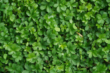 wet green grass, natural background   