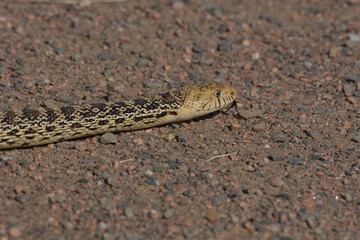 Poster - Closeup shot of a Gopher Snake on the rocky ground under the sunlight