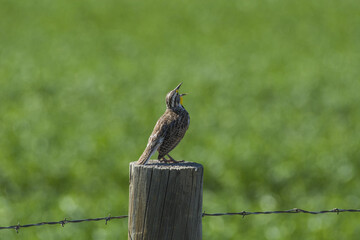 Poster - Meadowlark bird perched on the wooden post against a green background