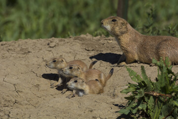 Poster - Prairie dog with babies in the forest in Boulder, Colorado