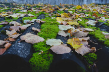 Autumn Leaves On Wooden Logs Covered With Green Moss