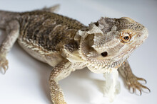 Eastern Bearded Dragon, A Lizard With A Beard And Spines. Lizard Molting. Close Up View.