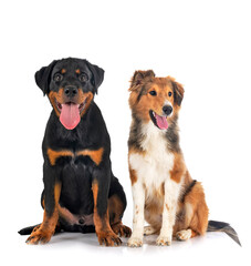 Sticker - Shetland Sheepdog and puppy rottweiler