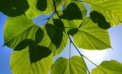 Wall Mural - fresh green leaves of spring linden tree lit by sunlight