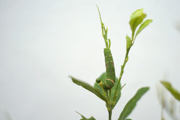 Wall Mural - Close up of green caterpillar