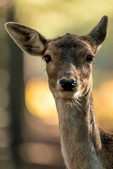 A portrait of a female fallow deer walking through a forest at a cloudy day in autumn in Hesse, Germany. Beautiful light bokeh caused by the sun in the background.