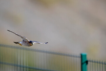 Canvas Print - flying Sparrowhawk // fliegender Sperber (Accipiter nisus)