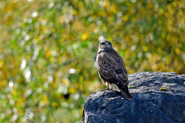 Sticker - Common buzzard // Mäusebussard (Buteo buteo)