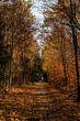 Leśna jesienna ścieżka w promieniach ciepłego słońca