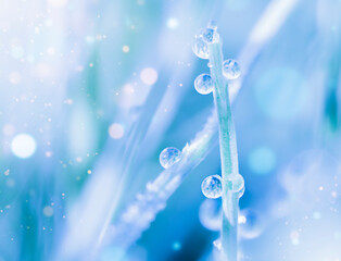 Wall Mural - Large drops of water with the reflecting sun on the stem of the grass. Artistic image of nature in blue tones.