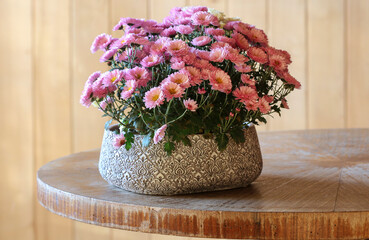 Fotomurales - A beautiful pink chrysanthemum flowers.