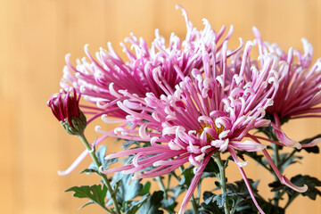 Fotomurales - A beautiful pink chrysanthemum flowers.
