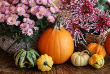 A Colorful Pumpkins And Chrysanthemum Flowers. Traditional Autumn Decoration.