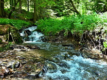 Czech Republic-view Of The Brook In Forest