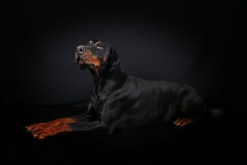  black doberman lying in black background