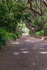 footpath in the woods